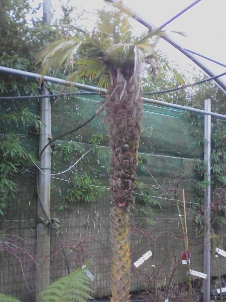 c'est quoi ce palmier ?