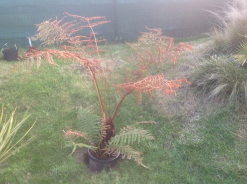 Cyathea australis