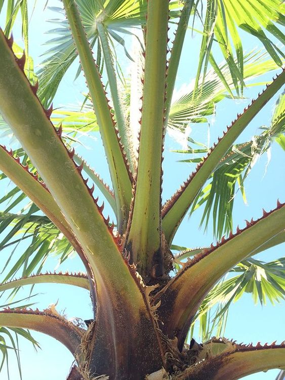 washingtonia-robusta-petioles.jpg