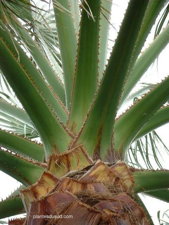 pétiole des palmes de Washingtonia filifera.jpg