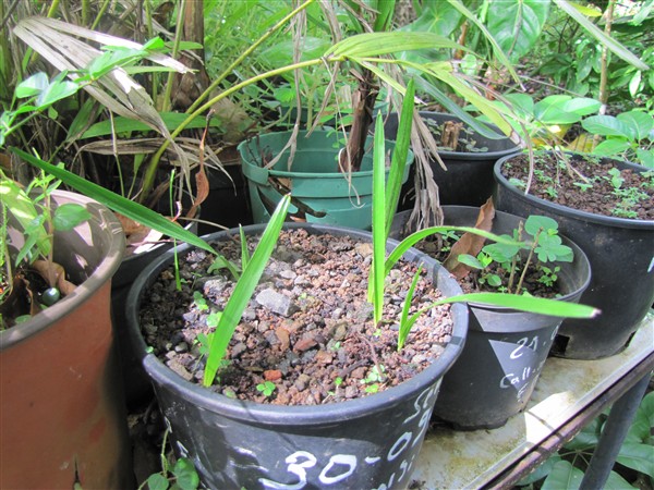 Coccothrinax d'Haïti.jpg