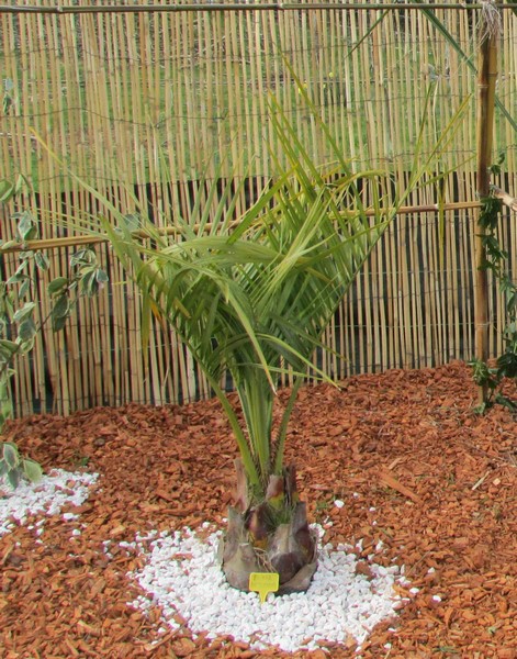 butia x (Copier).JPG