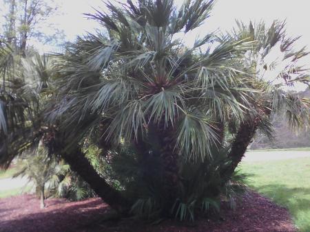 chamaerops humilis 2m de stip