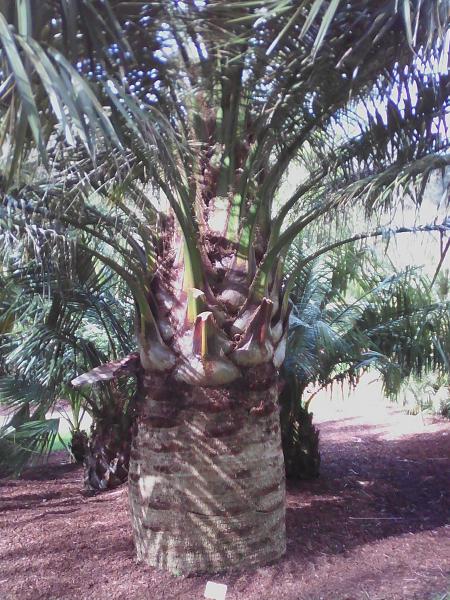 jubaea chiliensis qui pousse très bien en BZH !!