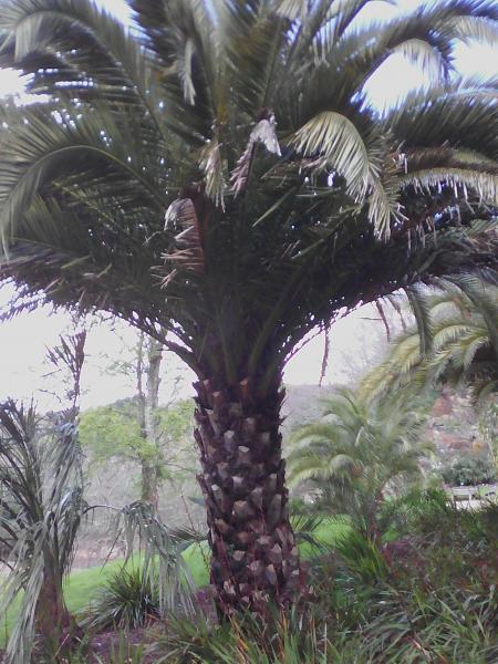 phoenix canariensis