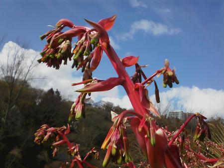 fleurs yucca 2.jpg