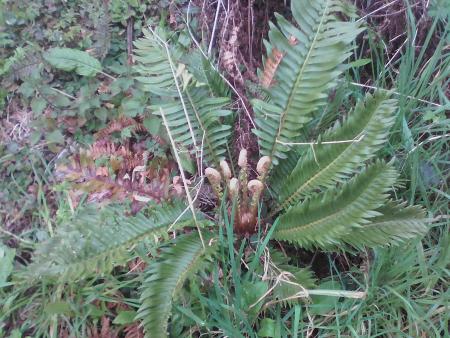 blechnum.jpg