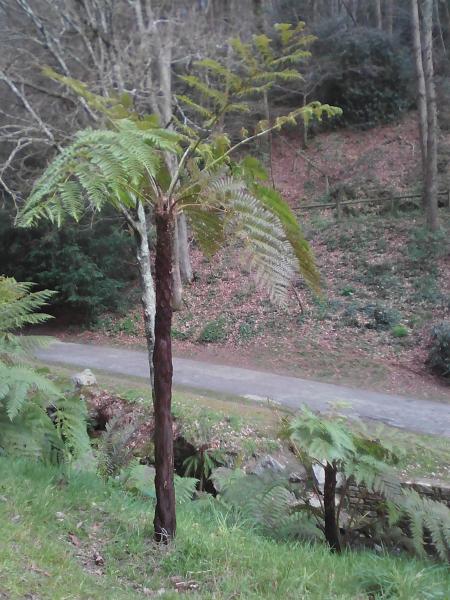 cyathea (2).jpg