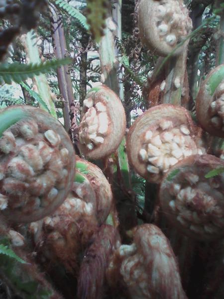 frondes Dicksonia Antartica