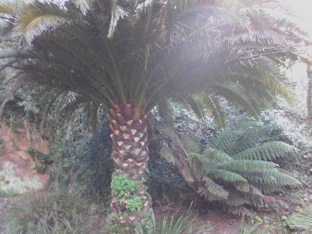 D A sous phoenix canariensis