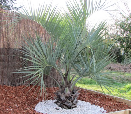 butia odorata 1 (Copier).JPG