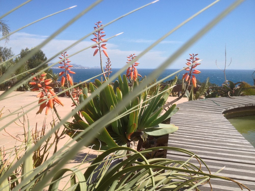 Aloe plicatilis 2.JPG