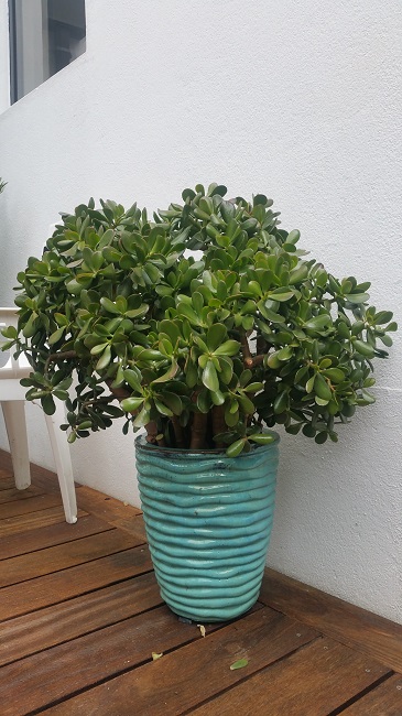 Crassula Ovata (8).jpg