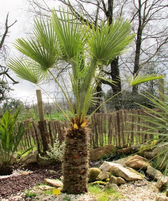 chamaerops humilis (Copier).JPG