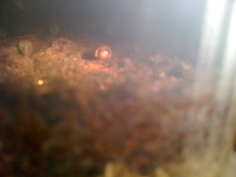 Début de germination <br />Clinosperma lanuginosa