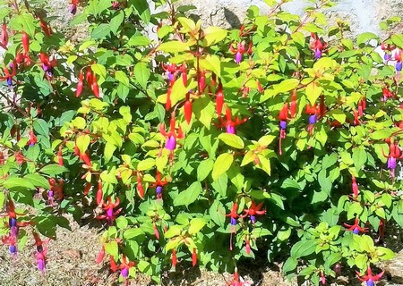 fuschia genii (Copier).jpg