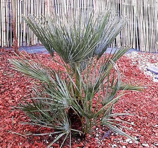 chamaerops humilis cerifera (Copier).JPG