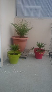 Chamaerops humilis et trachycarpus fortunei