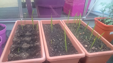 Germination de Phoenix Canariensis