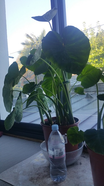 Colocasia  (1).jpg