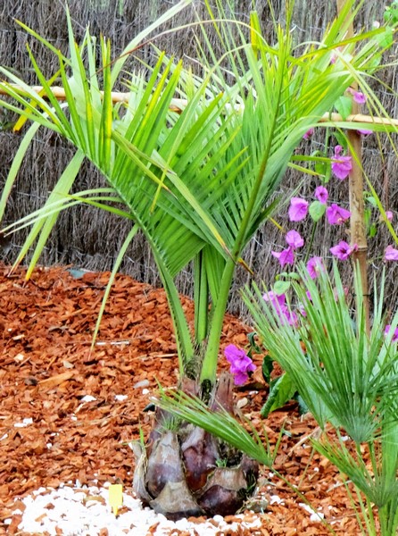 butia odorata vert (Copier).JPG