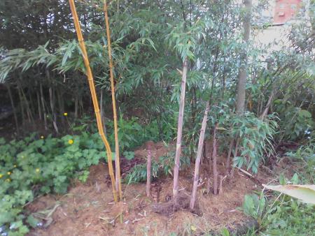 mélange zone 2 phyllostachys resultat  4 ans plantation sans chaume ;)