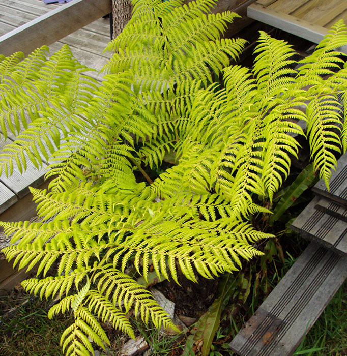 Flush de cyathea australis fluo