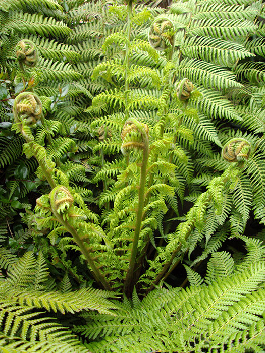 Flush de dicksonia antartica