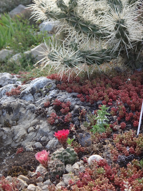 Gymnocalycium Baldanium en fleurs.JPG