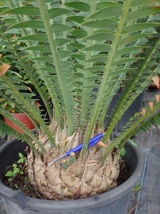 Encephalartos.JPG