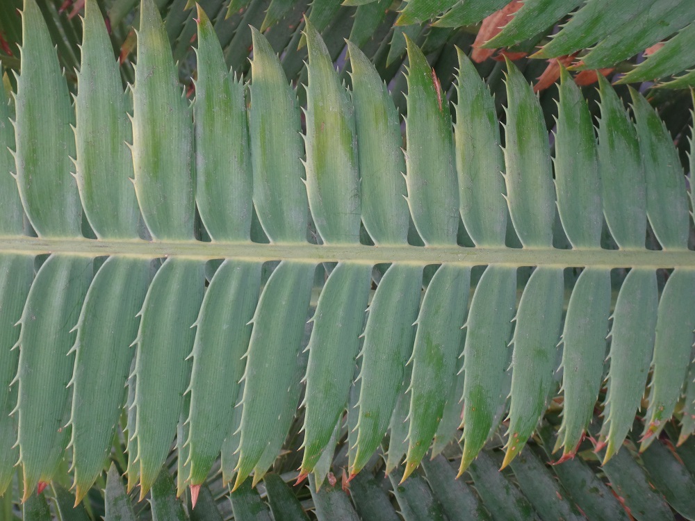 Détail feuille Encephalartos.JPG