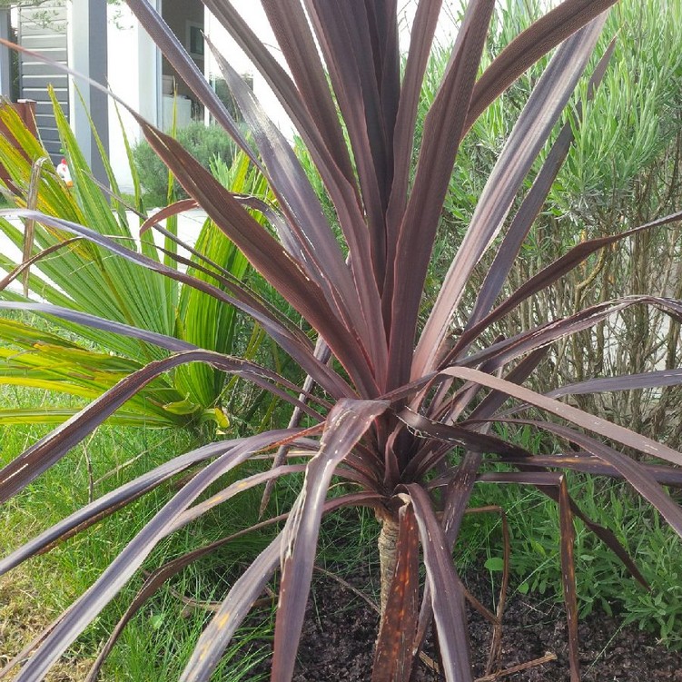 cordyline + sabal bermudana.jpg