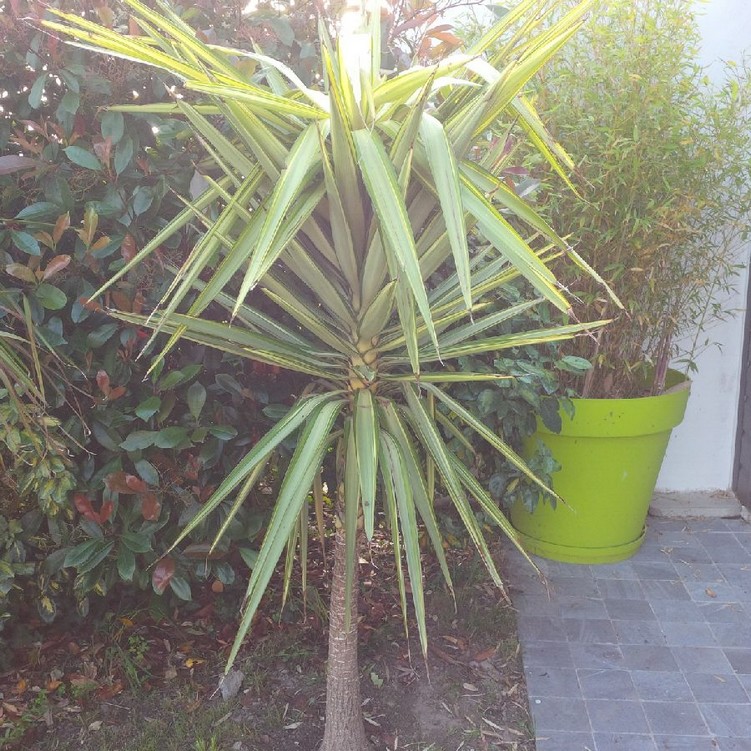 yucca jewel.jpg