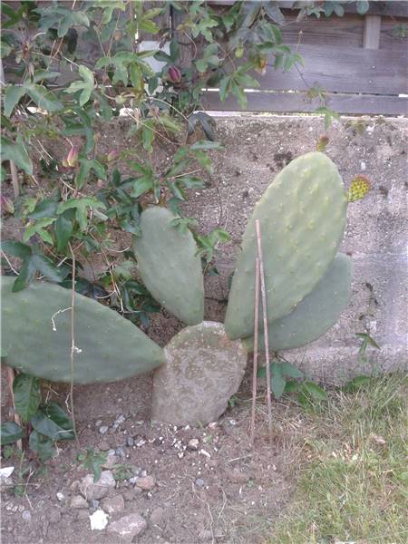 opuntia.jpg