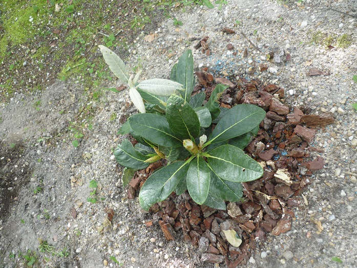 Rhododendron macabeanum