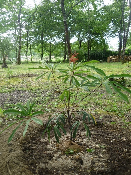 schefflera impressa