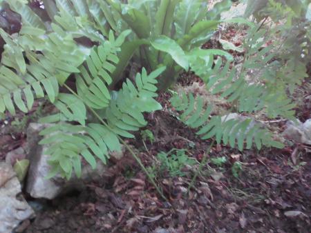 osmunda regalis ?