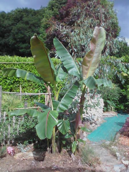 mon musa sikkimensis d'1 an en terre :p