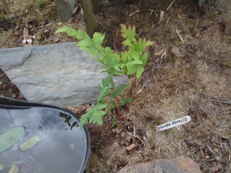 une petite osmunda regalis :)