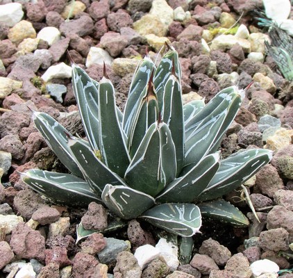 agave victoria reginae (Copier).JPG