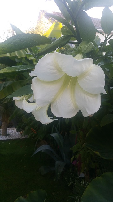 Brugmansia 2 02112015.jpg