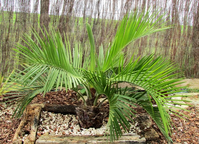 jubaea chilensis (Copier).JPG