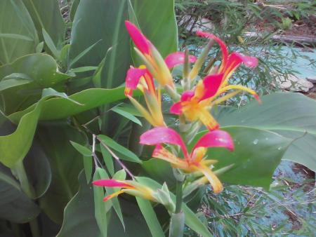 Canna botanique