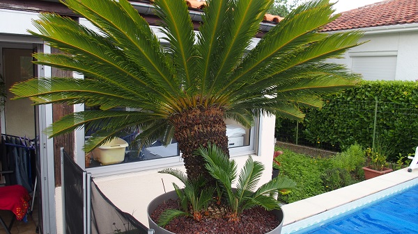 cycas et ses rejets.jpg