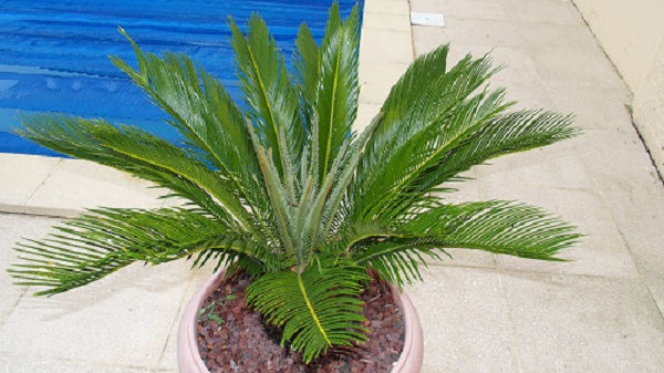 petit cycas.jpg