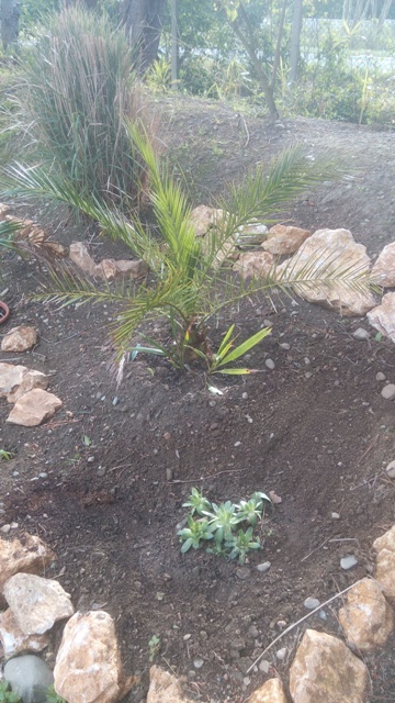 Phoenix canariensis et une cinquantaine de plantule de Trachycarpus sur la crête et le versant opposé de la bute.