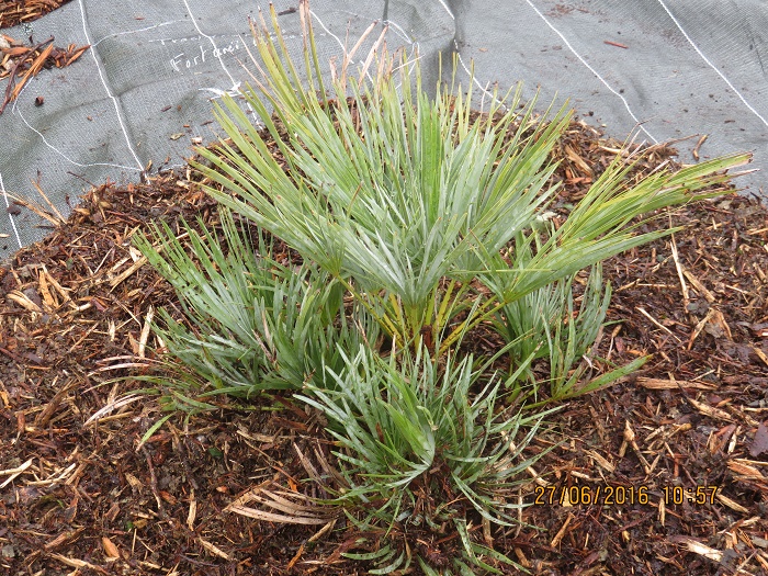 Chamaerops Humilis Cerifera +Stenophylla.JPG