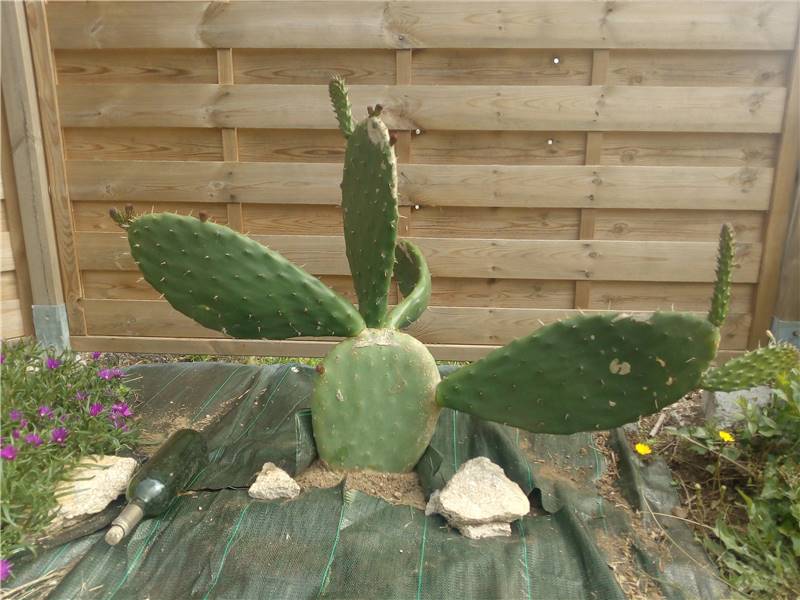 opuntia malte.jpg