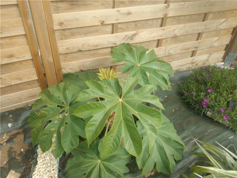 tetrapanax.jpg