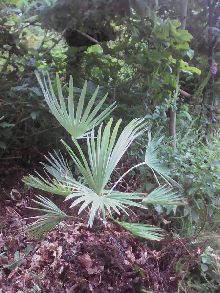 Trachycarpus Princeps ( Stone Gate )